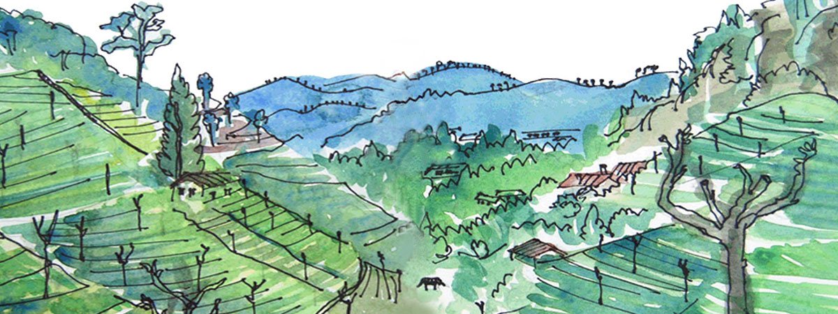 Darjeeling- Tea Trippin’ in the Himalayas