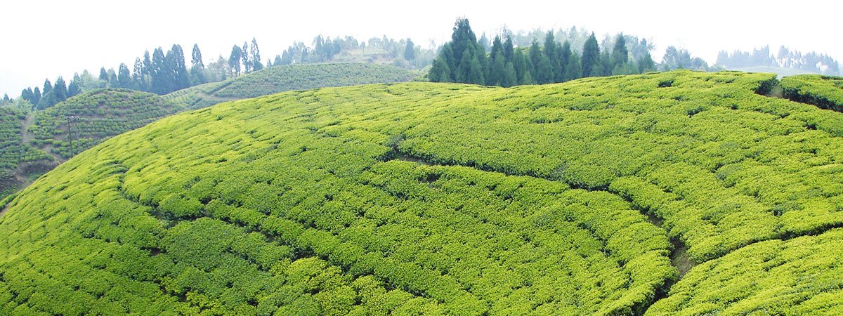 Kash, Sheuli And My Cup Of Darjeeling