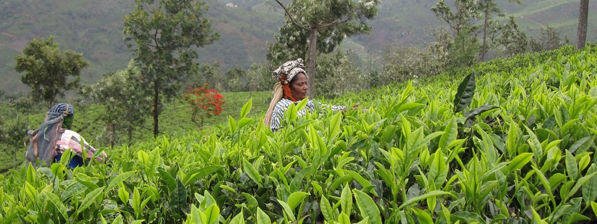 The secret ingredient you can’t see in your tea