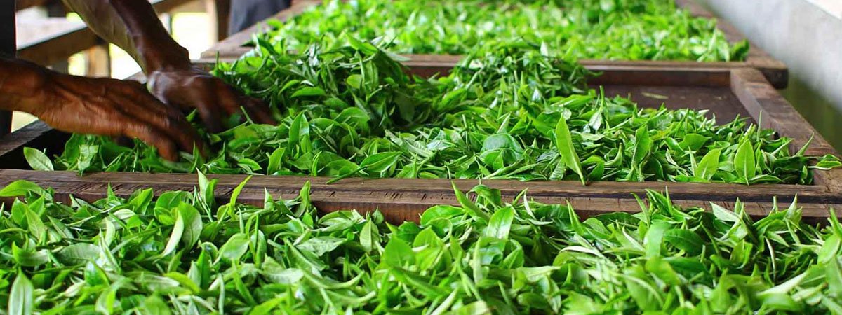 Today, We Celebrate Tea