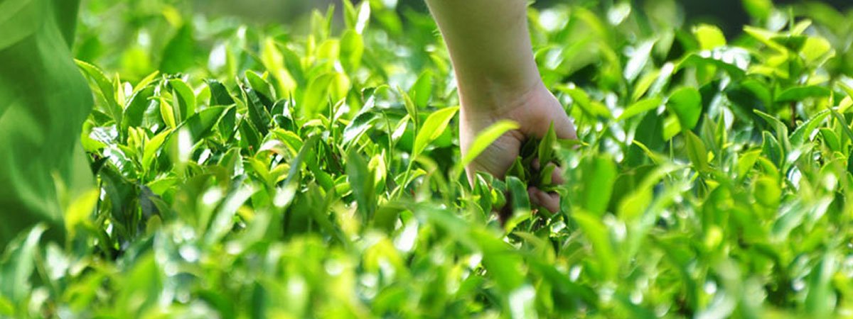 Types of Tea Flushes